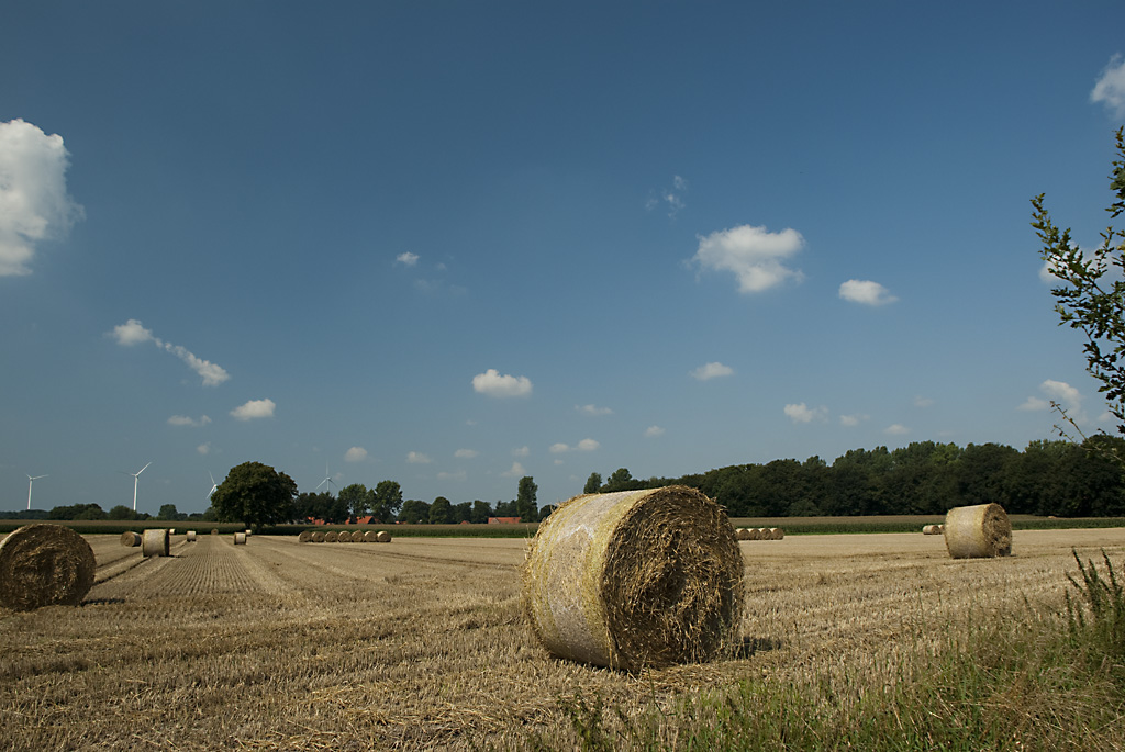 Münsterland DSC4972
