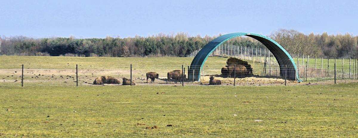 Mütter mit Jungtieren liegen fernab u in Ruhe.jpg