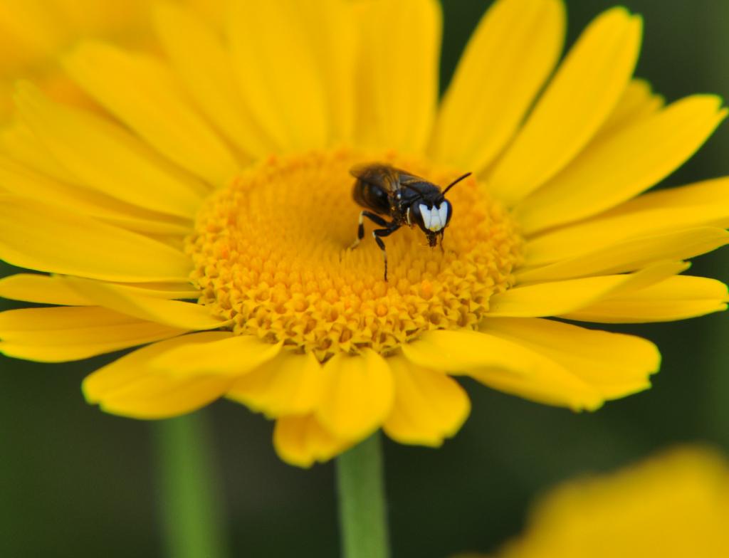 macro 10