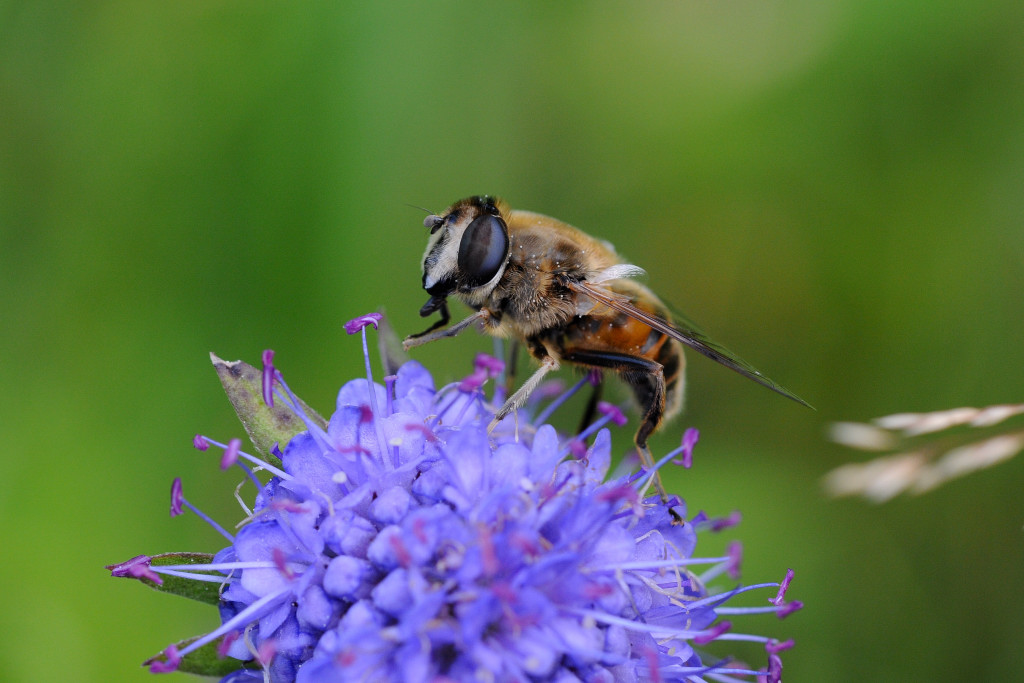 Macro 55 2.8 0944