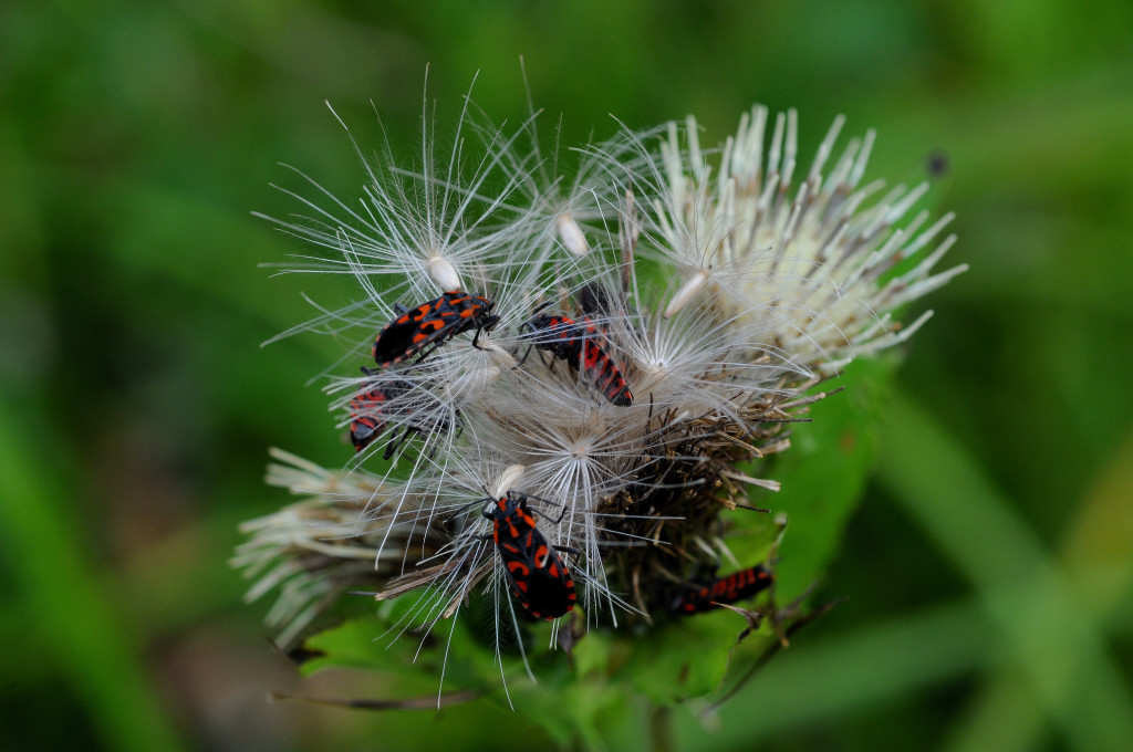 Macro 55 2.8 0974