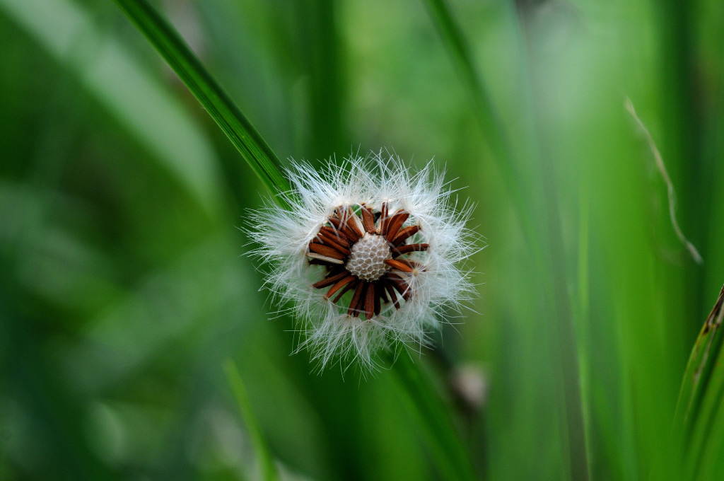 Macro 55 2.8 1002