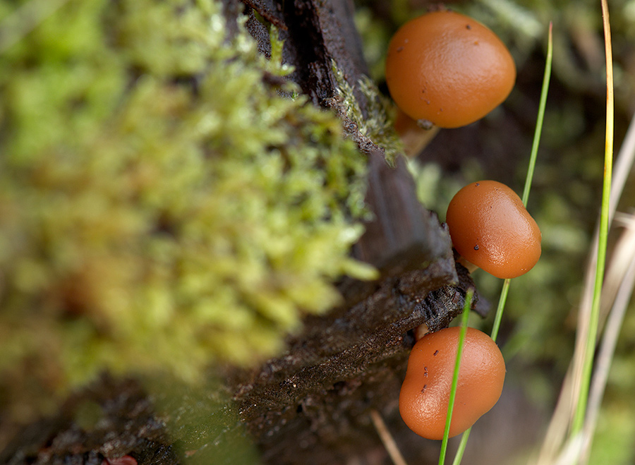 Macro DSC6795 hsw