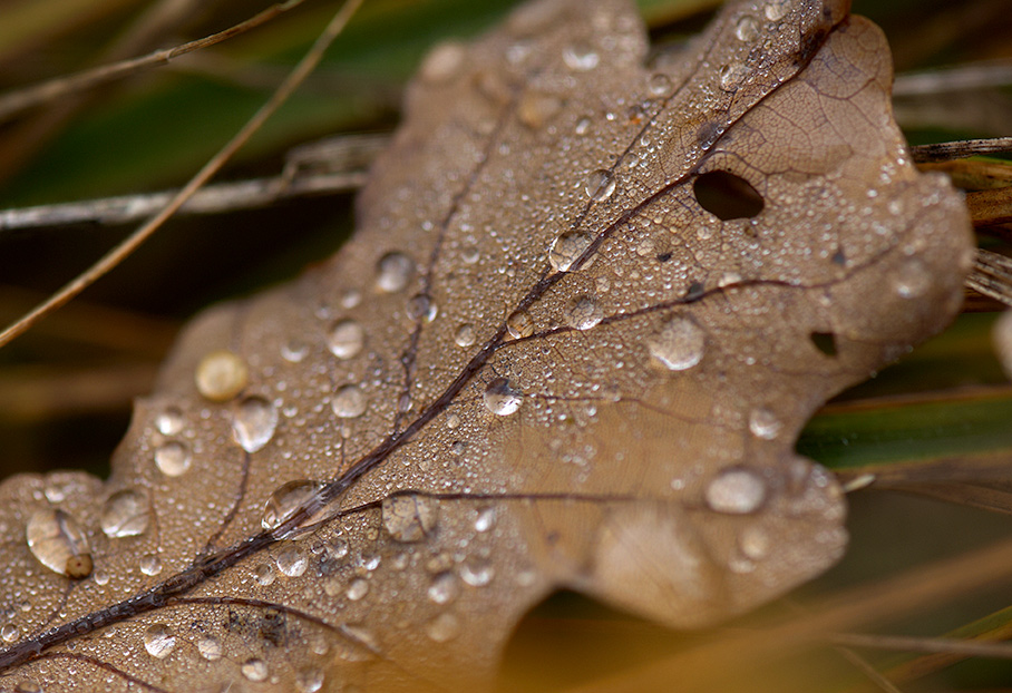 Macro DSC6825 hsw