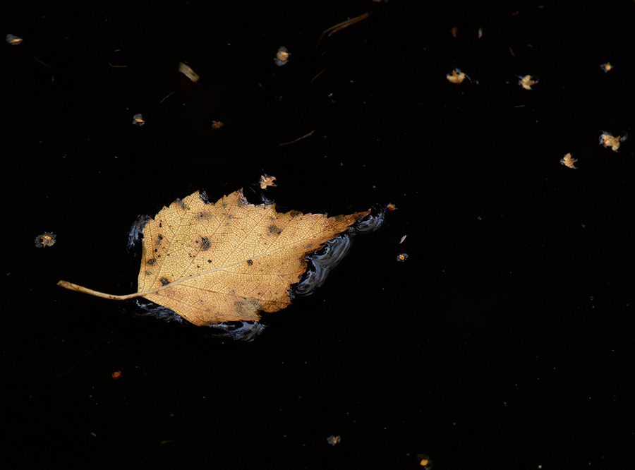 Macro DSC6830 hsw
