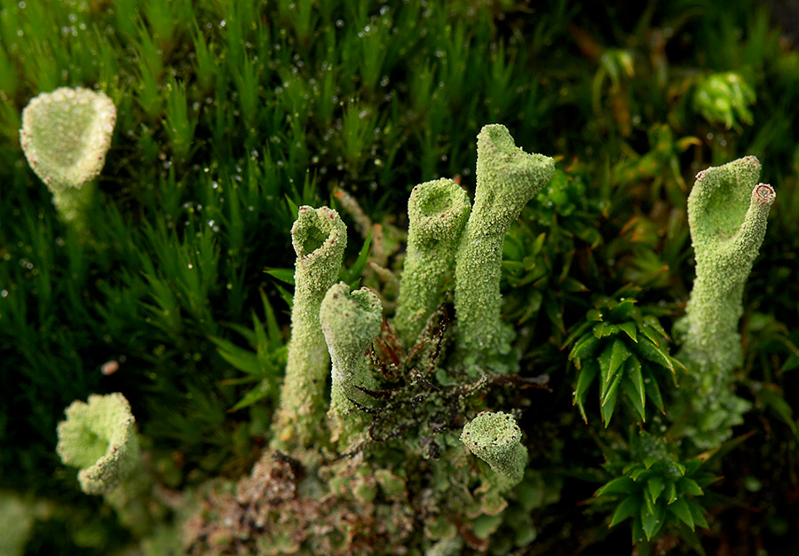 Macro DSC6832 hsw