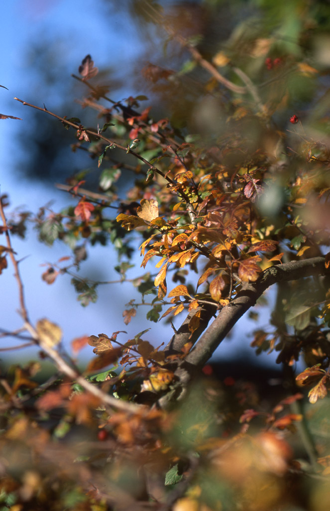 Macro-Test, Brodtener Steilküste, Oktober 2008, Velvia 50