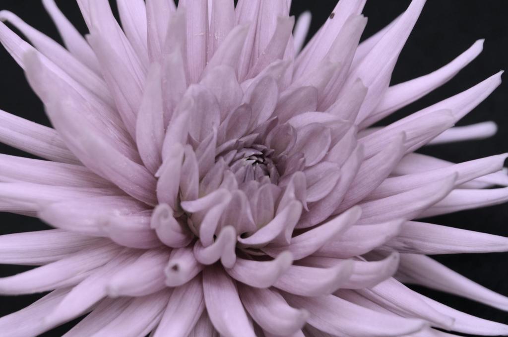 Macro