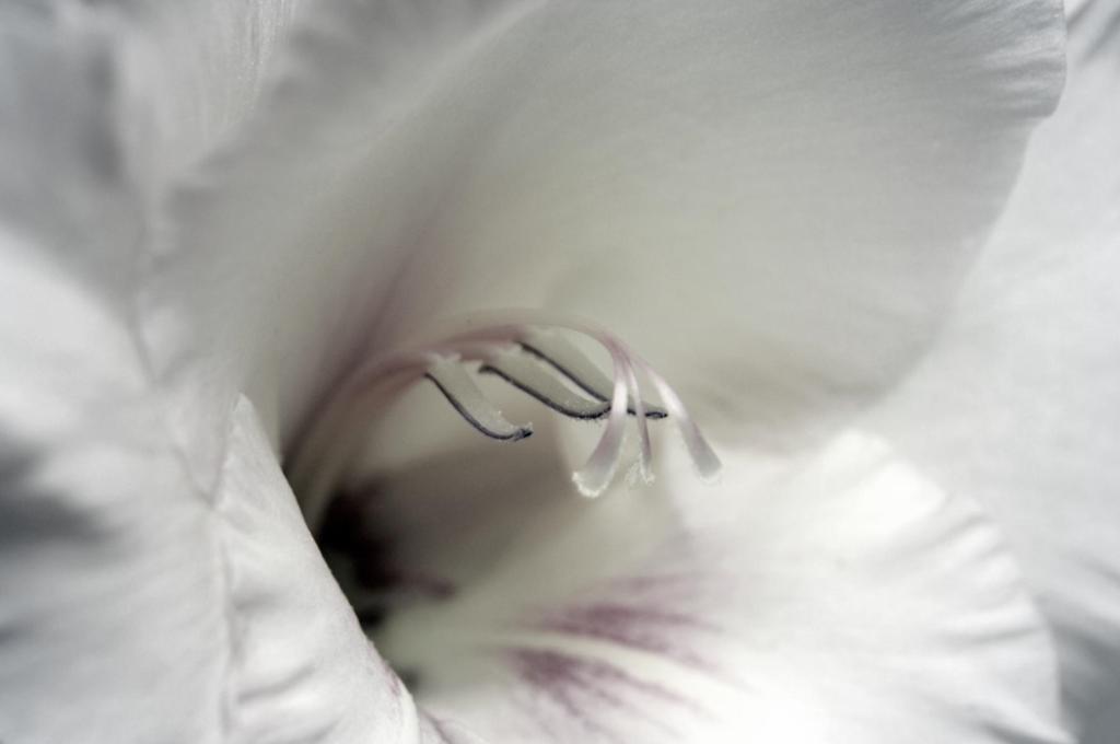 Macro