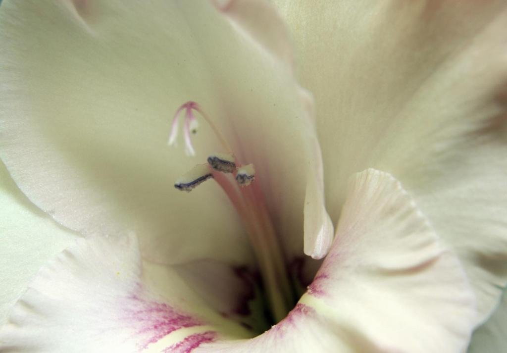 Macro
