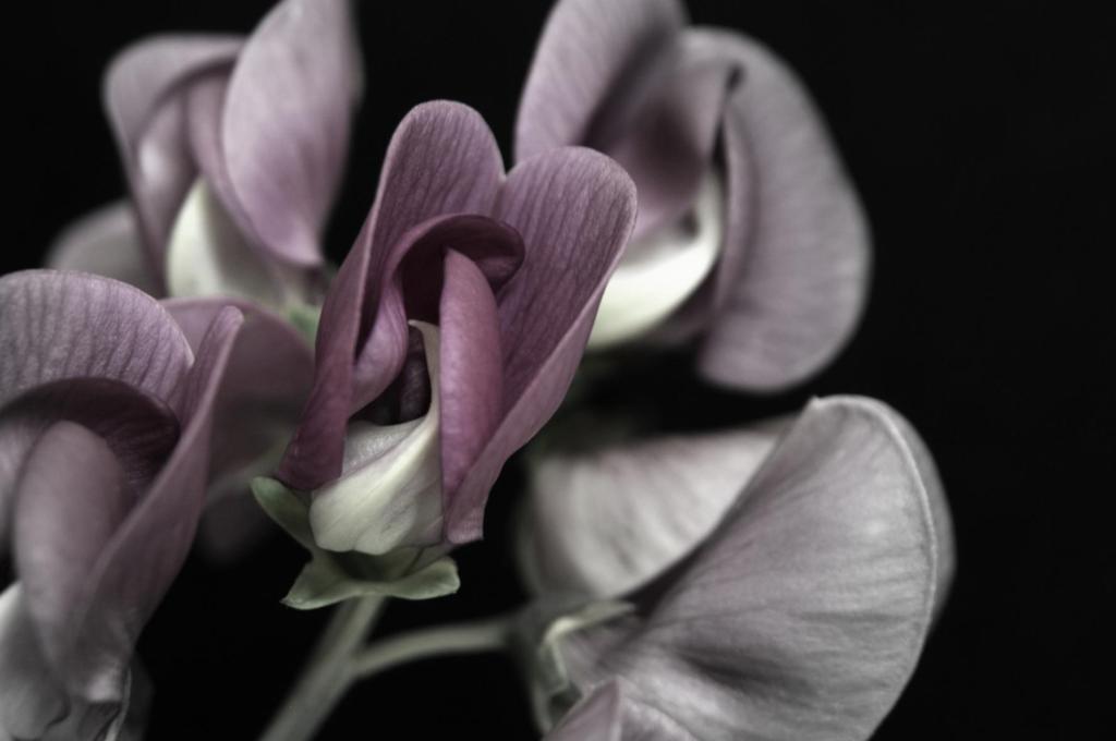 Macro