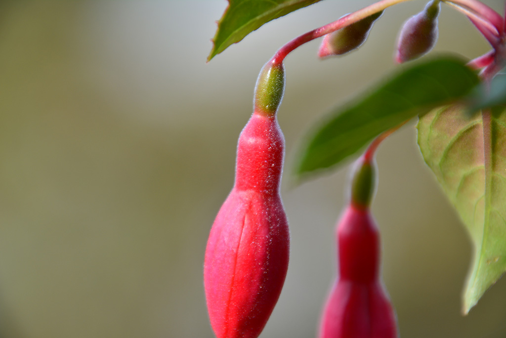 Macro