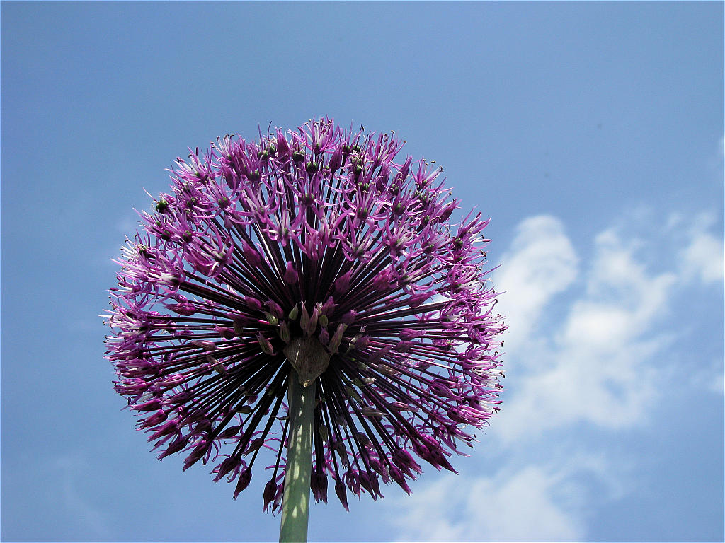 Macro