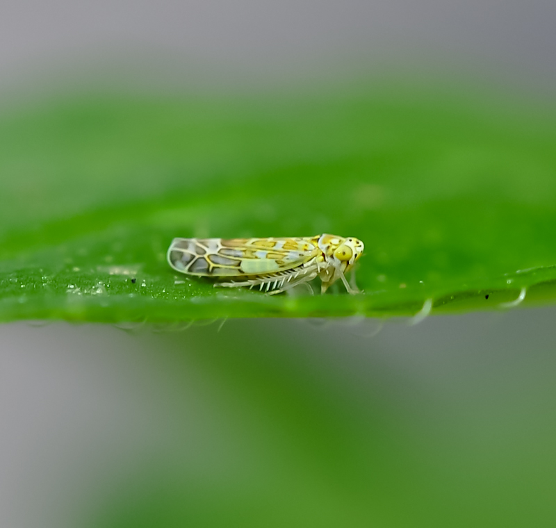 macro2