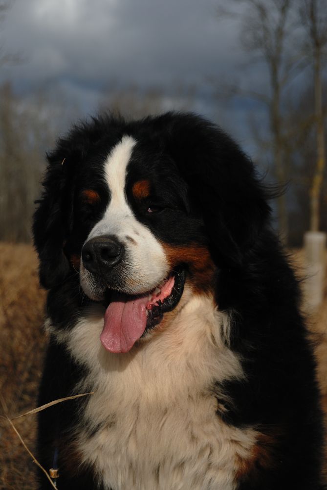 Maddox1