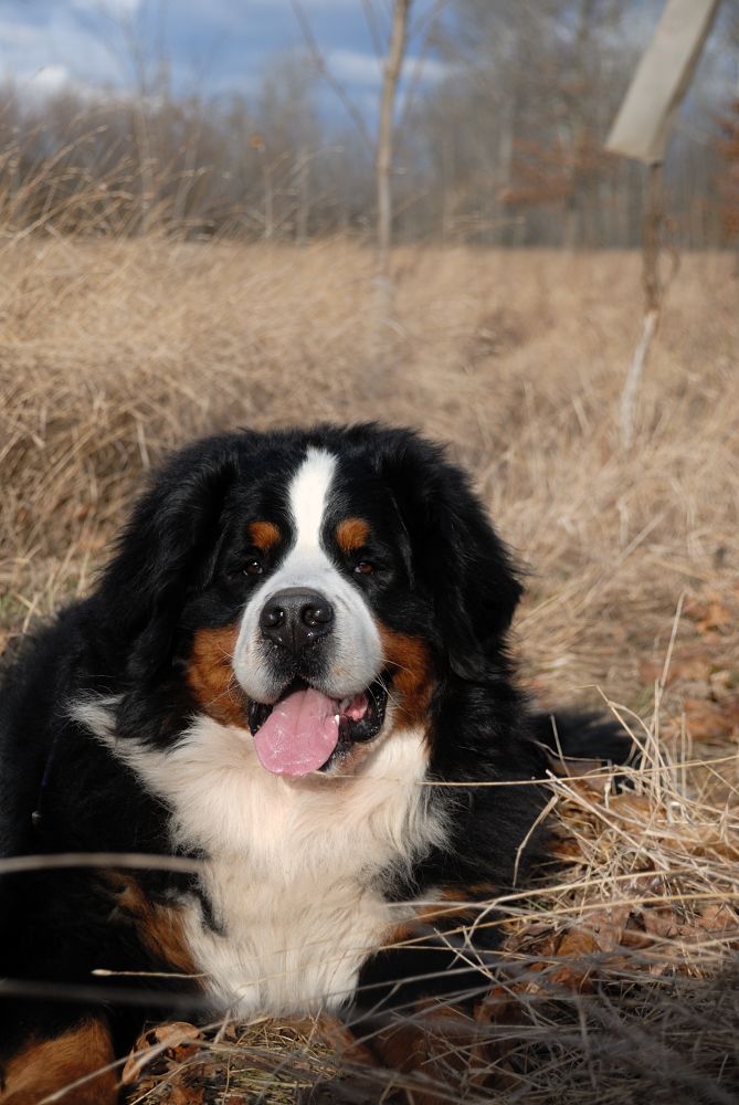 Maddox2