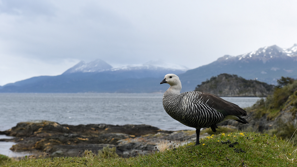 Magellangans 
im Nationalpark Tierra de Fuego
4960
