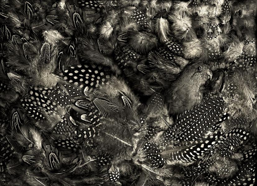 magic garden 30 2 sm  bw