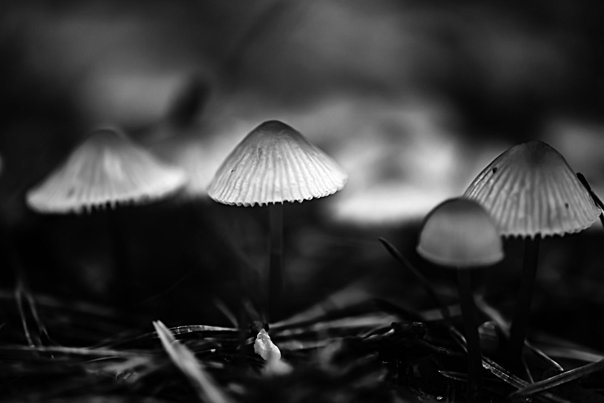 Magic Mushrooms.jpg