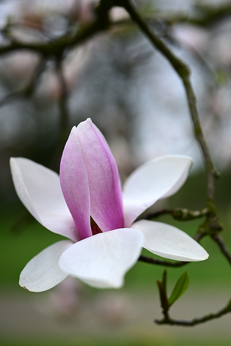 magnolie 2.4.2023.jpg