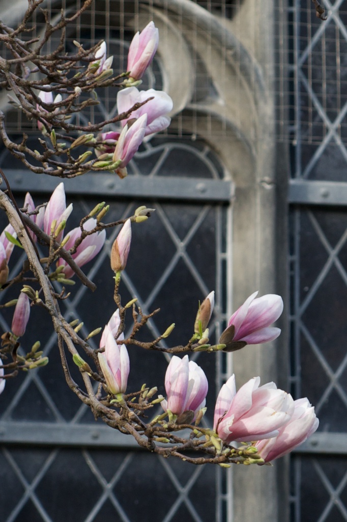 Magnolie April 2013