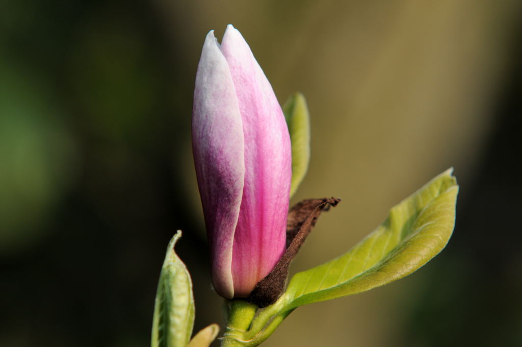 Magnolie II