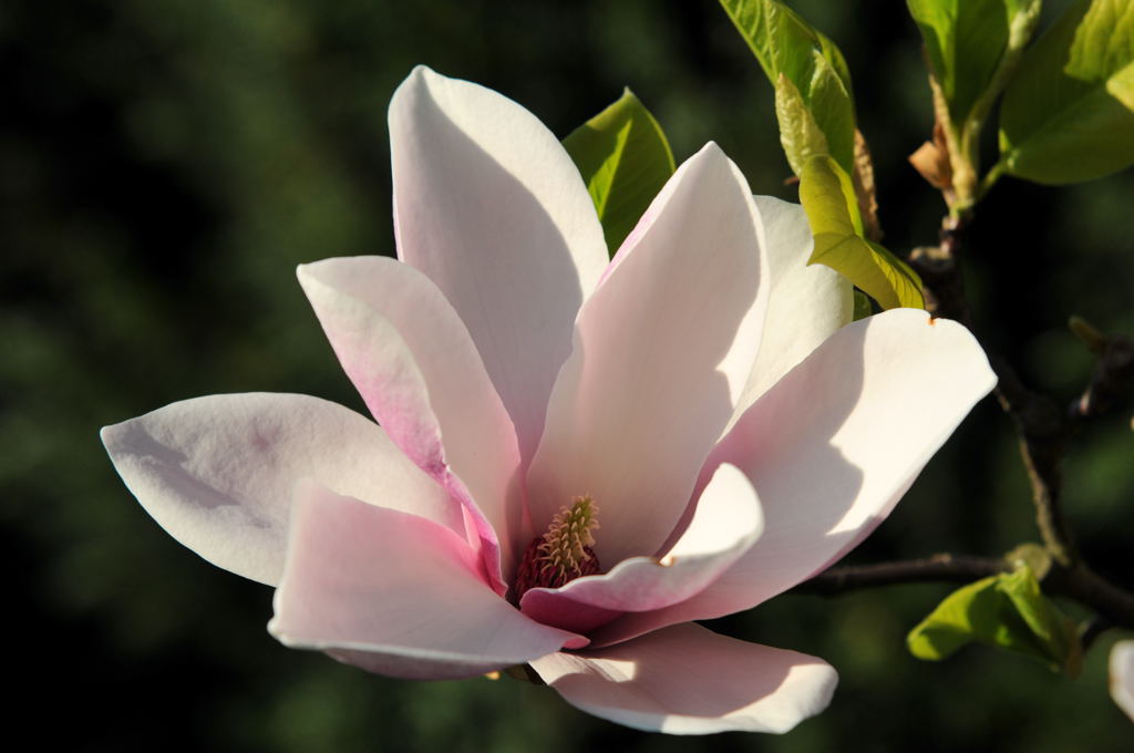 Magnolie