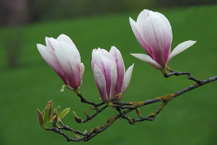 magnolie