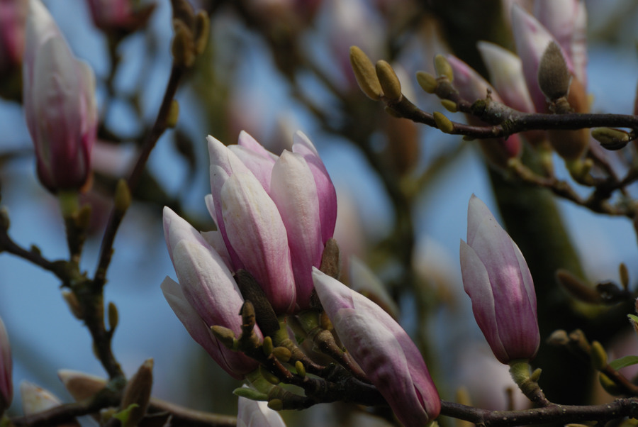 Magnolie