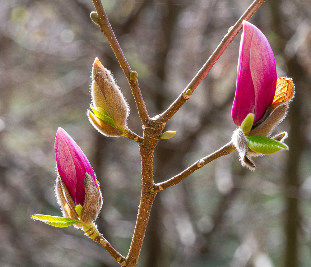 Magnolie