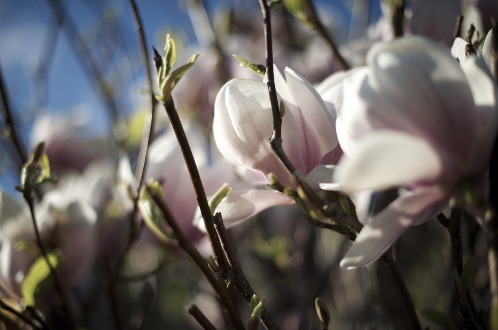magnolie
