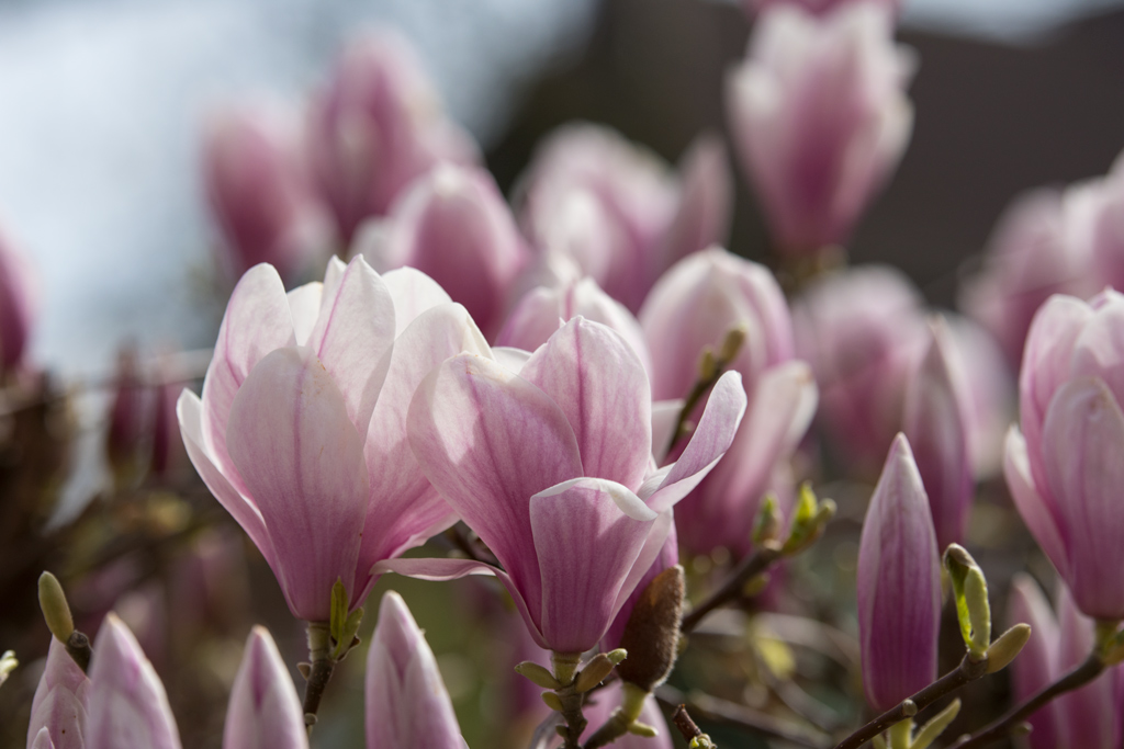 Magnolie3