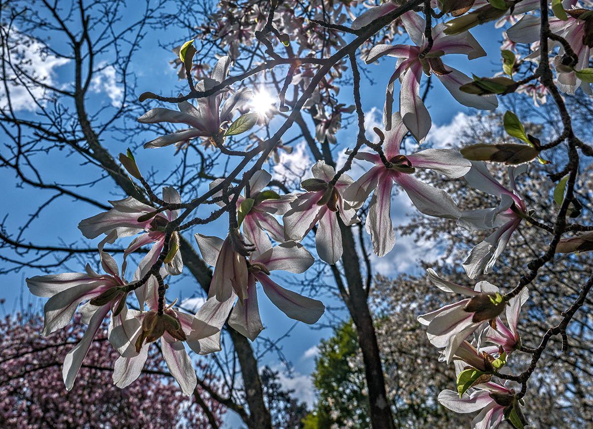 Magnolie_DSCF1976_12.jpg