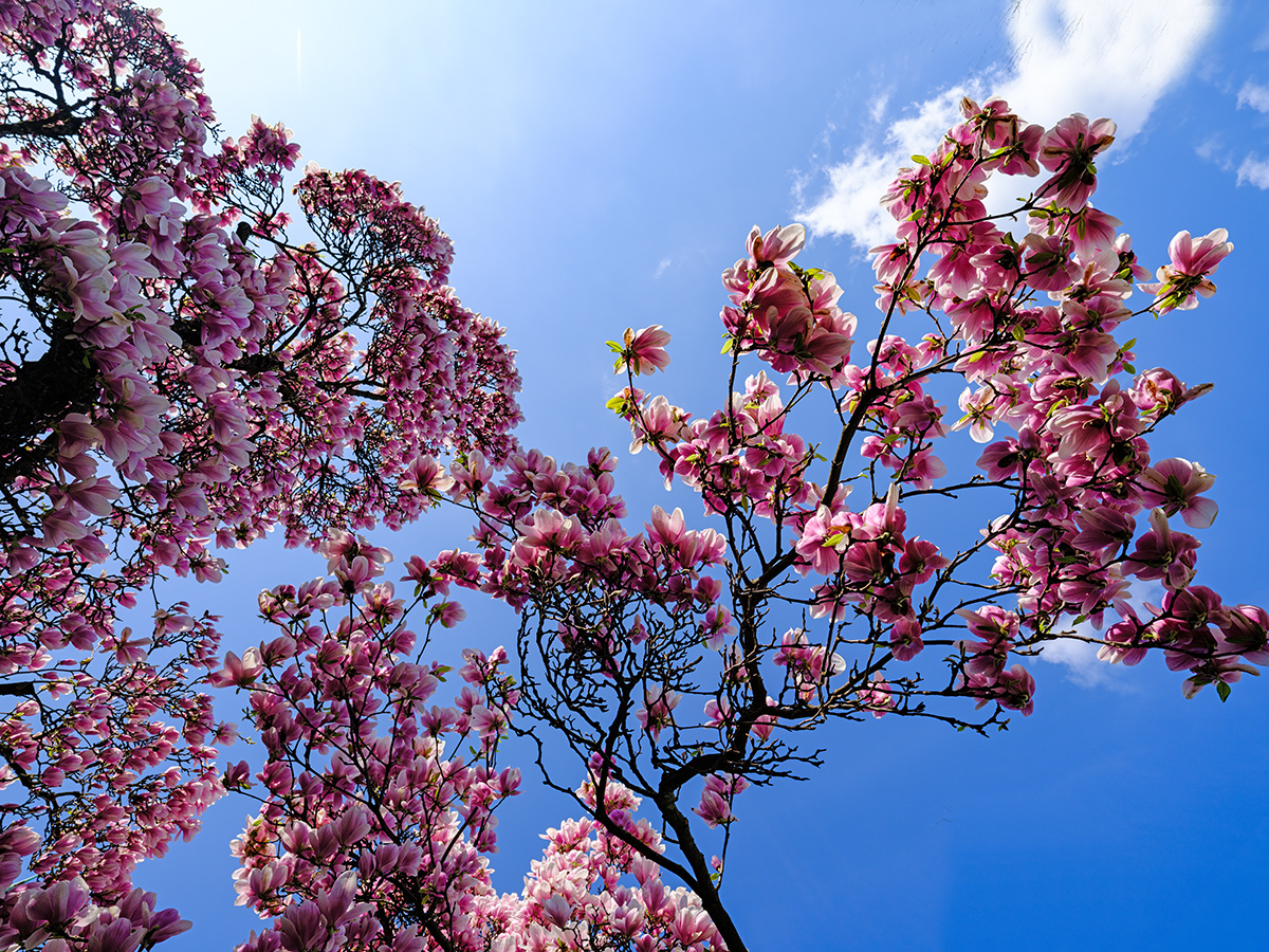 Magnolien-3.jpg