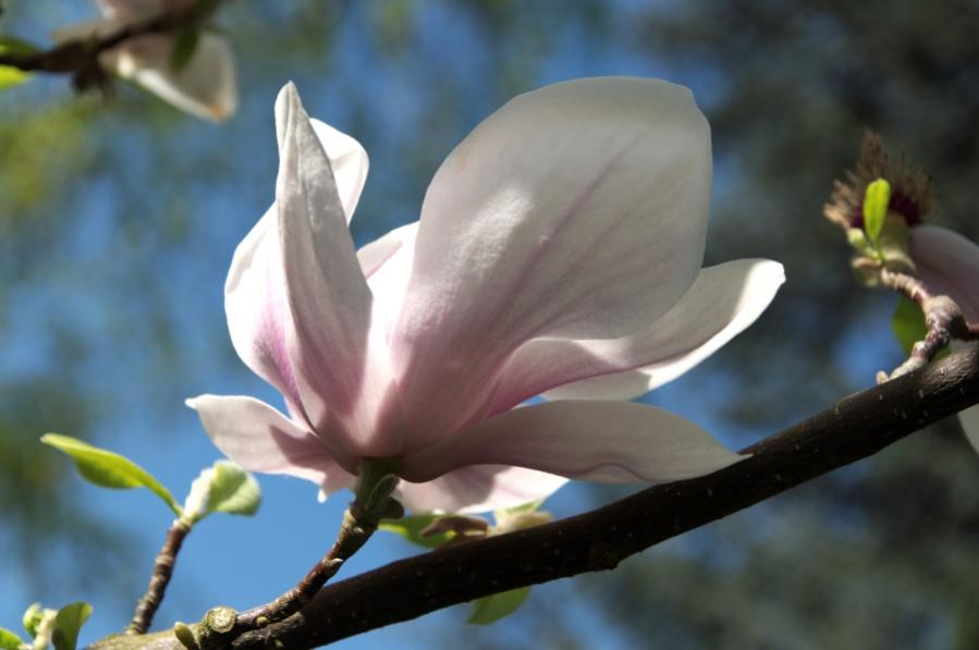 Magnolienblüte 4