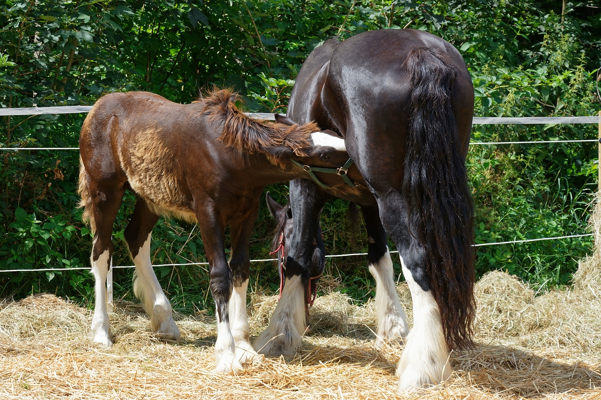 Mahlzeit bei Familie Shirehorse