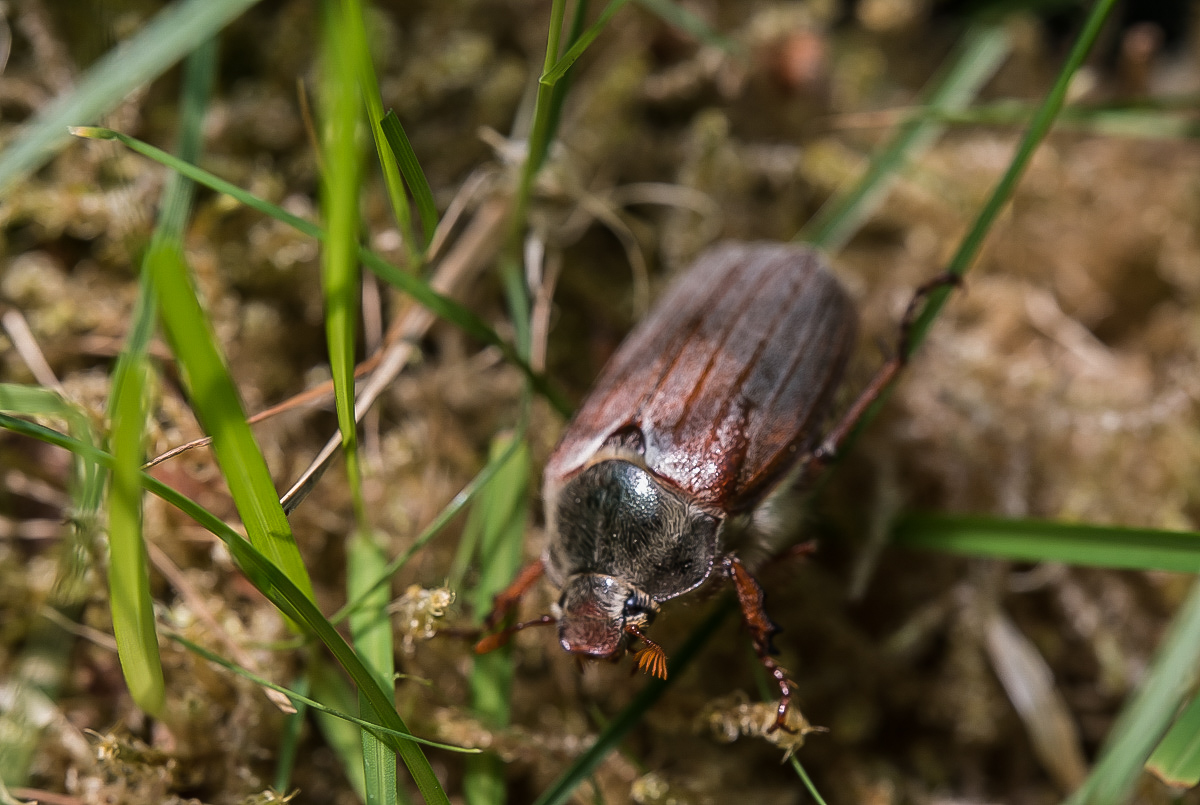 Maikäfer 7 (1 von 1).jpg
