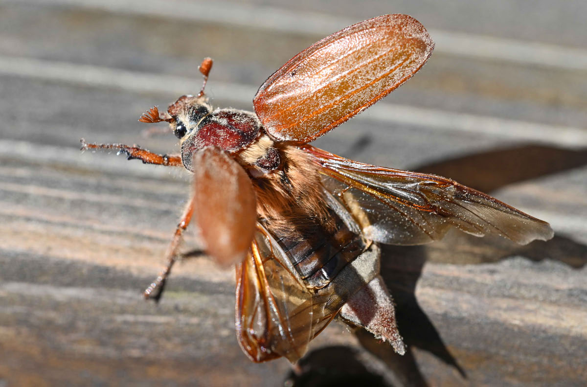 Maikäfer flieg.jpg