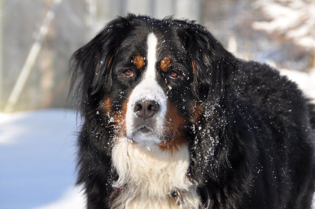 Mailo im Schnee