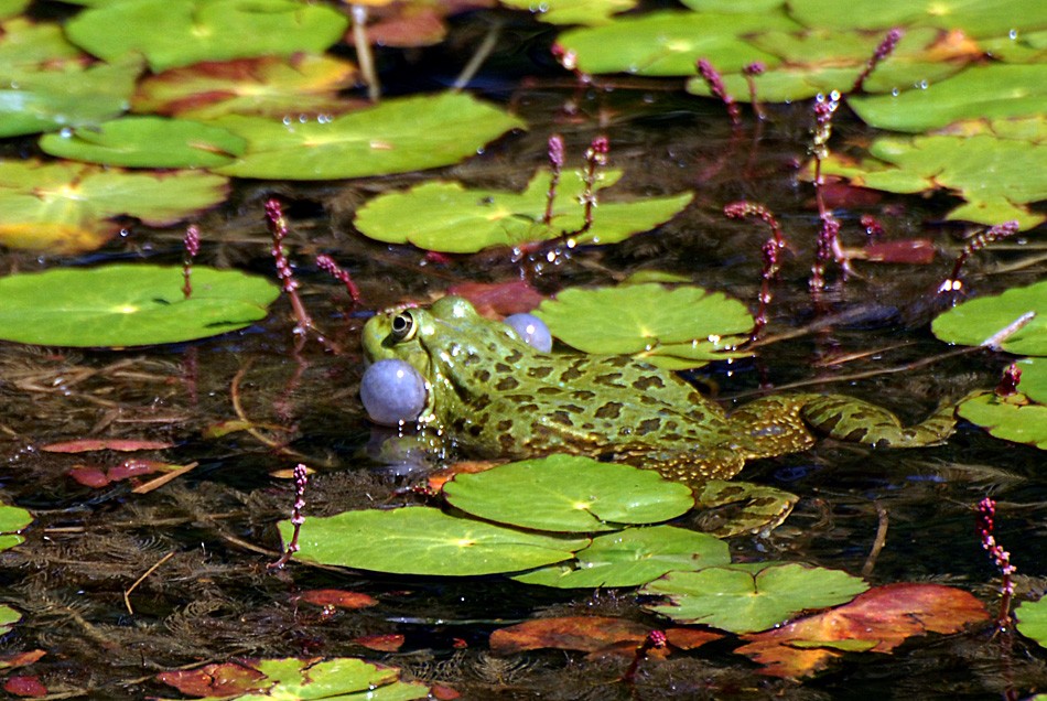 mainau frosch