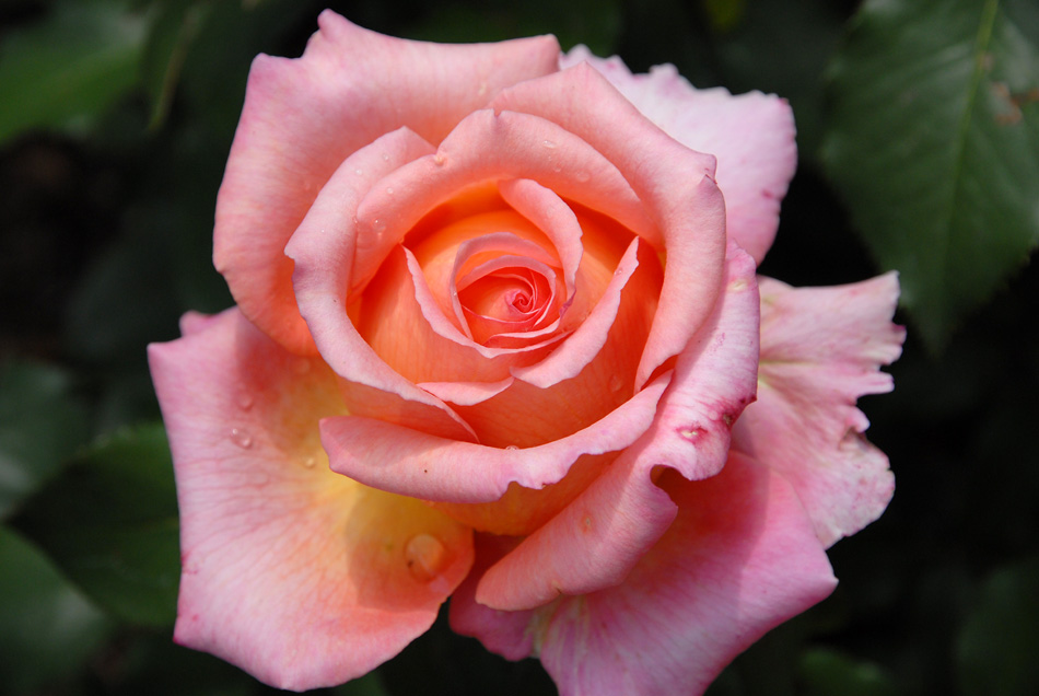 mainau rose