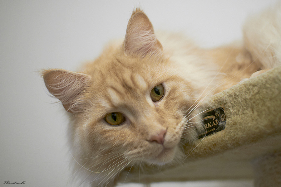 MaineCoon