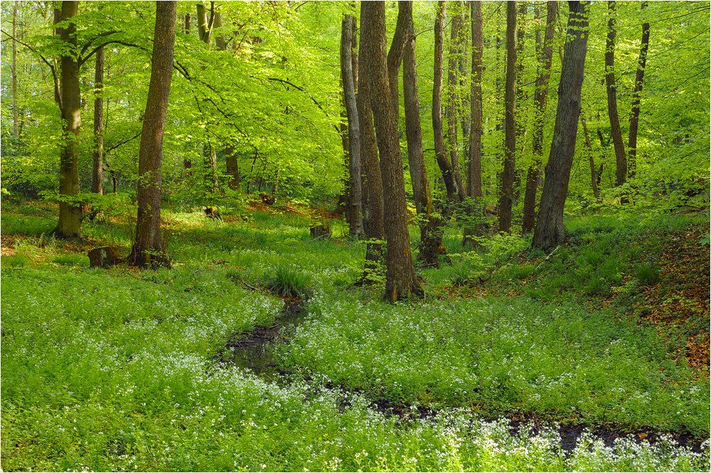 Maiwald