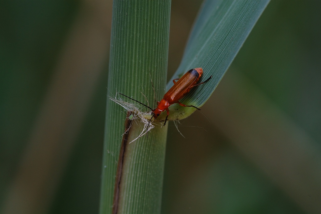 Makro 03