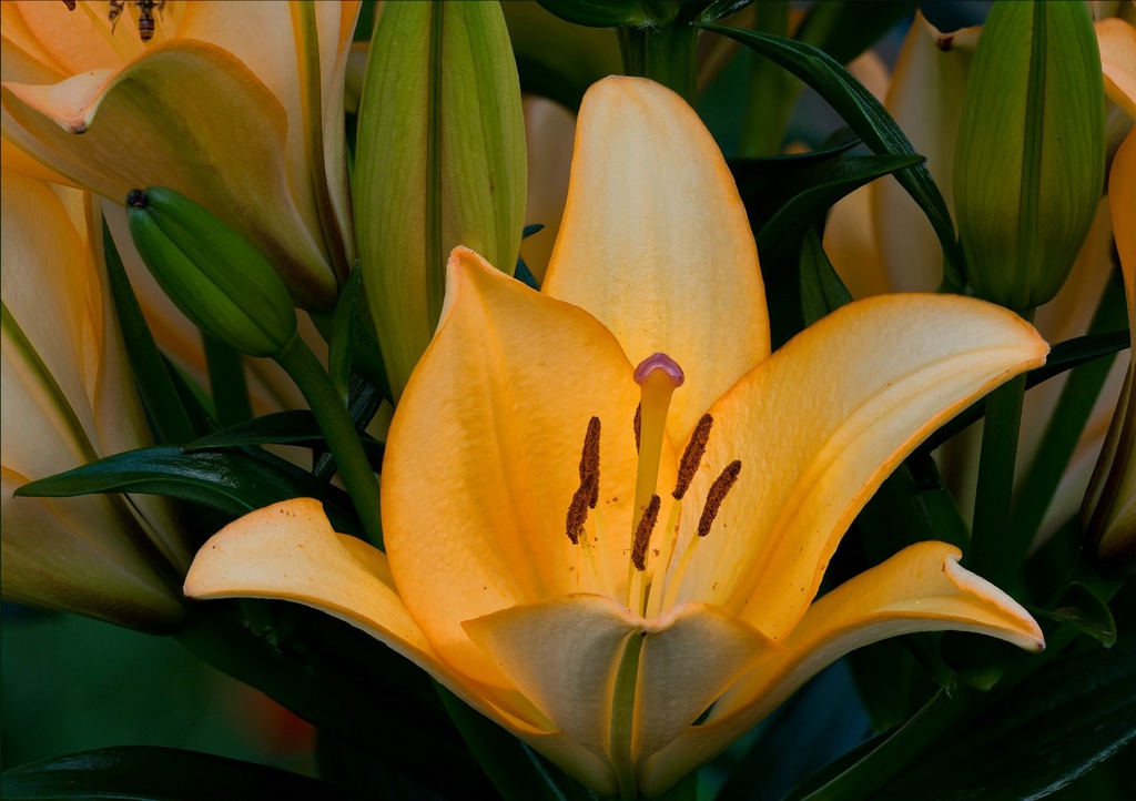 MAKRO 150mm F2,8 EX DG HSM