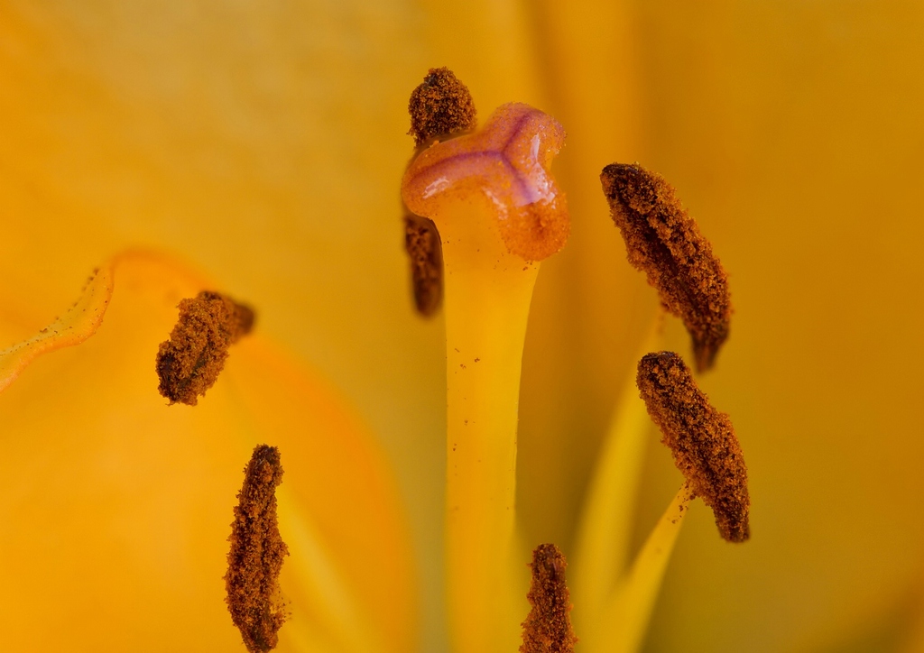 MAKRO 150mm F2,8 EX DG HSM