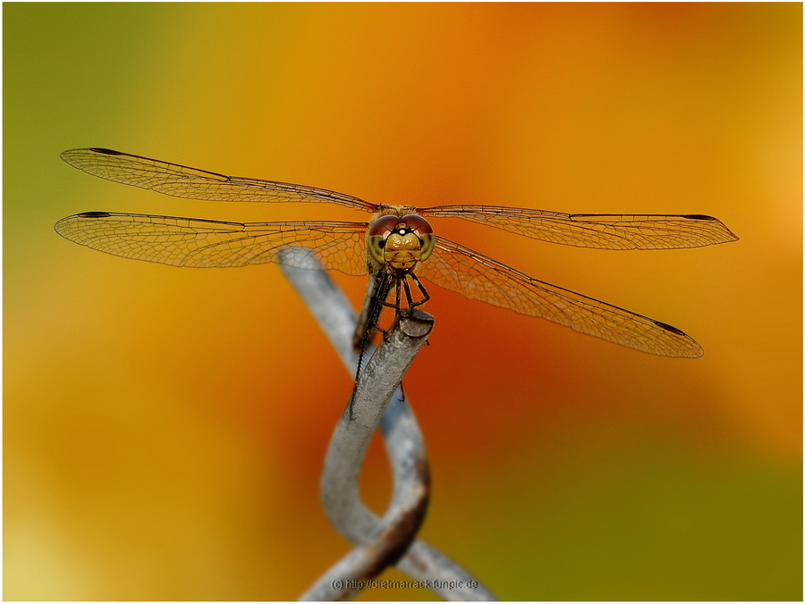 Makro 20100813 1049