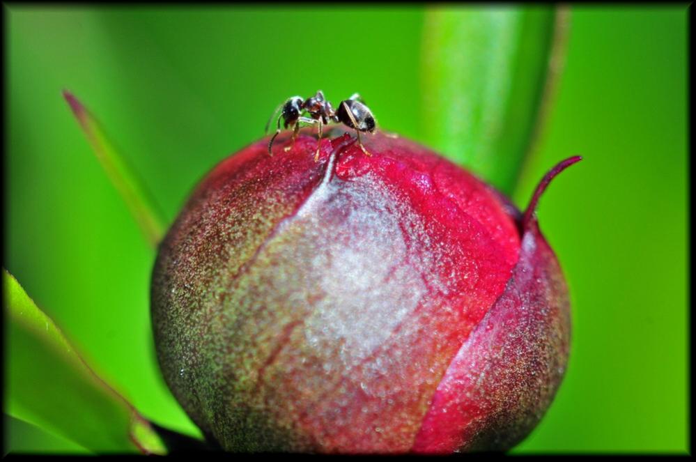 Makro Ameise1