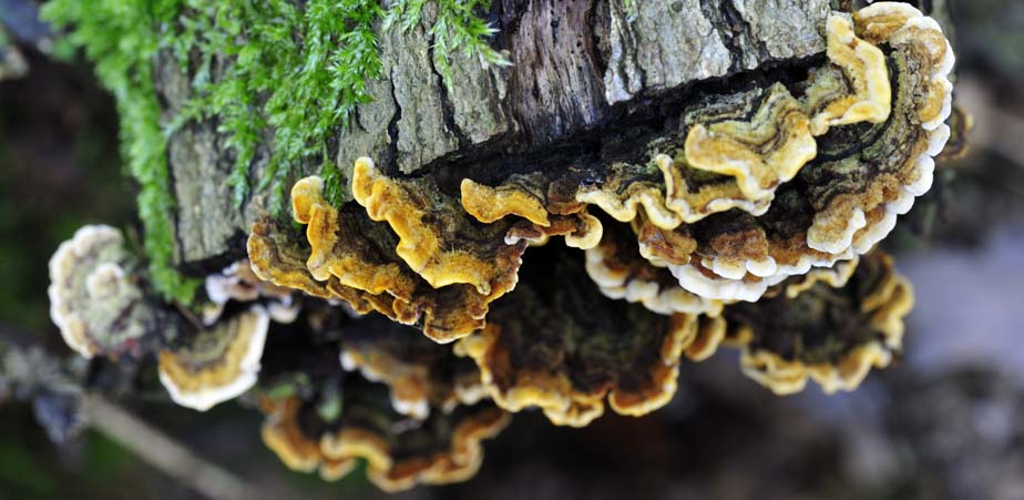 Makro Pilz
