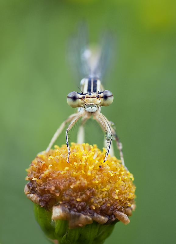 makro raupe 131